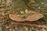 Deres tapló (Ganoderma applanatum), Börzsöny